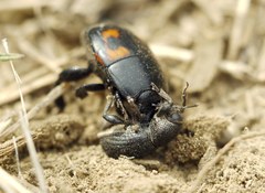 Psallidium maxillosum