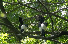Bycanistes subcylindricus