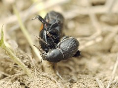 Psallidium maxillosum