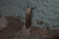 Creatonotos transiens vacillans