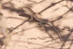 Acanthodactylus dumerilii