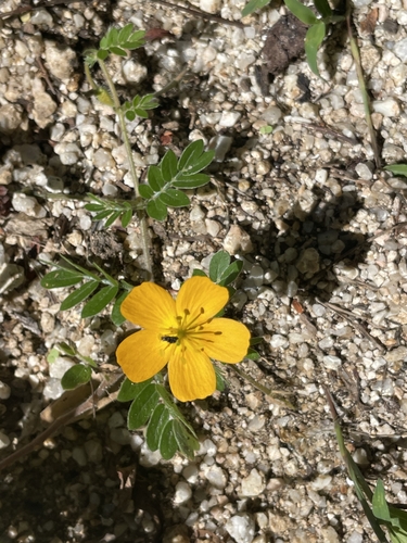 Image of Kallstroemia peninsularis by (c) Sula Vanderplank, some rights reserved (CC BY)