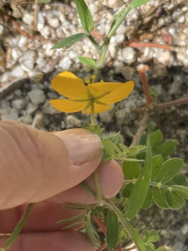 Image of Kallstroemia peninsularis by (c) Sula Vanderplank, some rights reserved (CC BY)