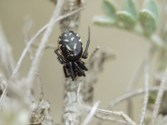 Steatoda albomaculata