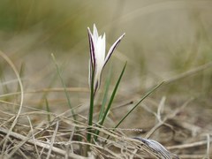 Crocus reticulatus
