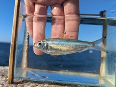 Atlantic Thread Herring photo 5