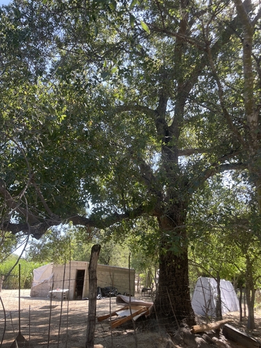 Quercus devia (Quercus devia)