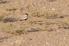 Eremopterix nigriceps