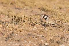 Eremopterix nigriceps