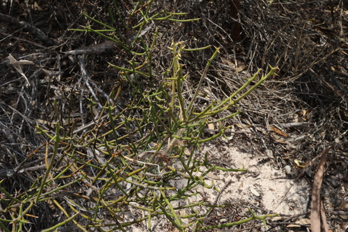 Image of Daviesia aphylla by (c) Greg Tasney, some rights reserved (CC BY-SA)