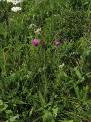 Cirsium pannonicum