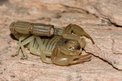 Androctonus amoreuxi