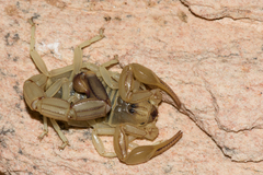 Androctonus amoreuxi