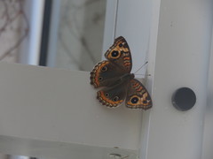 Junonia genoveva hilaris