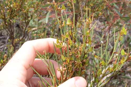 Daviesia nematophylla, 2023-10-21