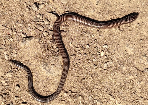 Lined Supple Skink, Riopa lineata