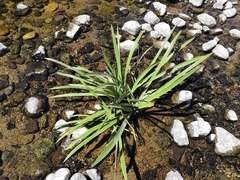 Hymenocallis littoralis