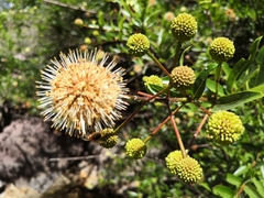 Cephalanthus salicifolius