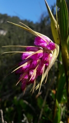 Elleanthus maculatus