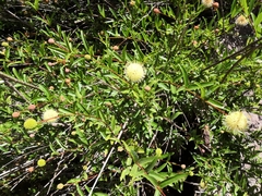 Cephalanthus salicifolius