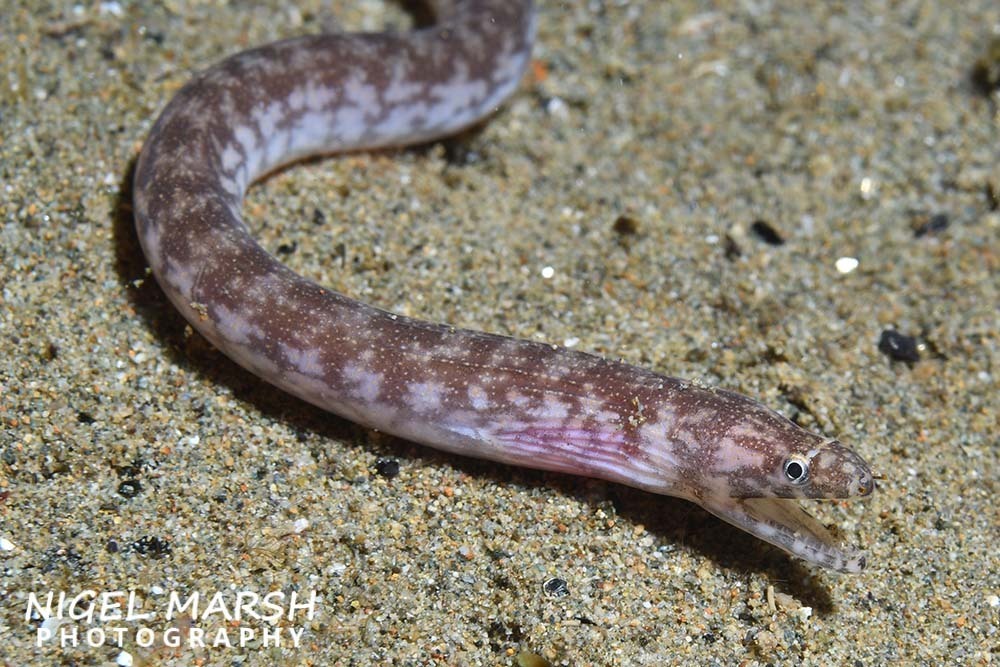 Nago moray (Uropterygius nagoensis) — Muraenidae