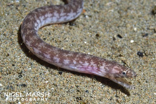 Nago moray (Uropterygius nagoensis) — Muraenidae