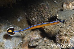 Honshu Pipefish photo 3