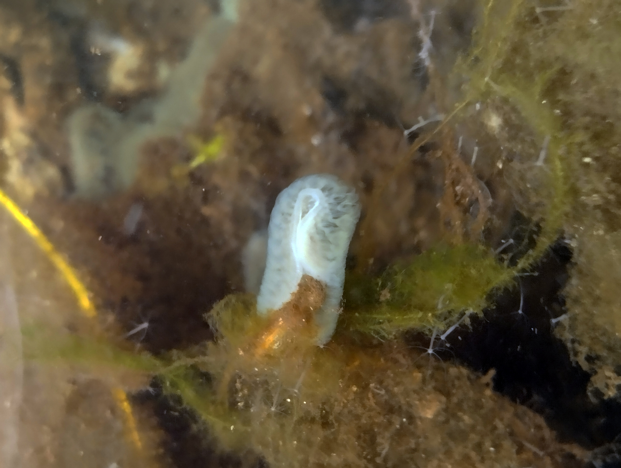 Cristatella mucedo Cuvier, 1798