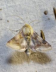 Periphanes delphinii