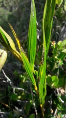 Elleanthus maculatus