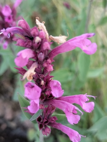Agastache eplingiana (Agastache eplingiana)