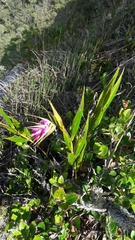 Elleanthus maculatus