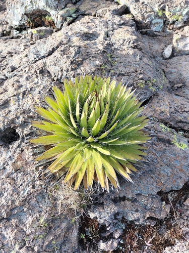 Image of Thread-Leaf Agave (Agave schidigera) by no rights reserved