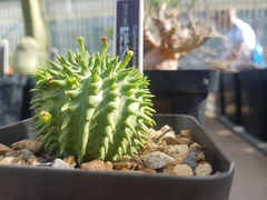 Euphorbia susannae