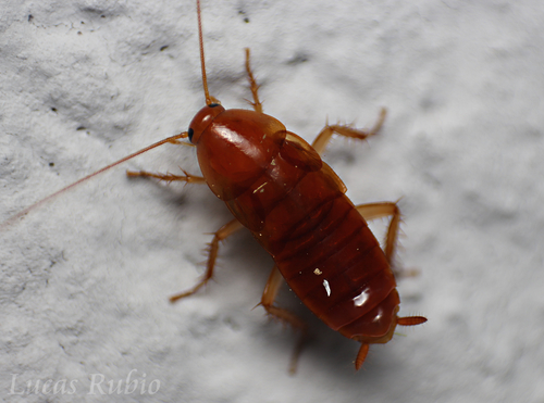 Ectobiidae