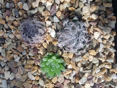 Haworthia