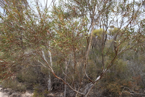 Image of Eucalyptus suggrandis by (c) Greg Tasney, some rights reserved (CC BY-SA)