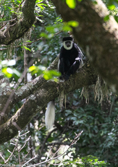 Colobus guereza matschiei