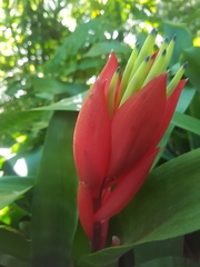 Billbergia