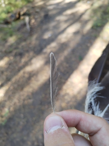 Plume de Mésange boréale