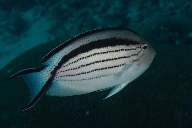 Blackstriped Angelfish