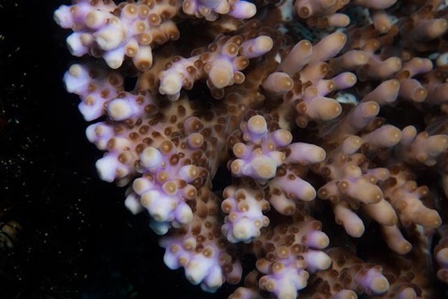 Acropora cytherea observed 2023-05-22