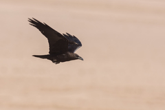 Corvus ruficollis