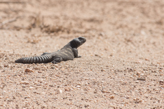 Uromastyx dispar