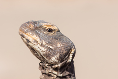 Uromastyx dispar