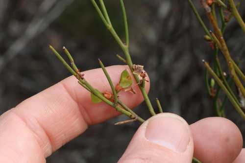 Daviesia nematophylla, 2023-10-21