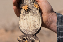 Uromastyx dispar