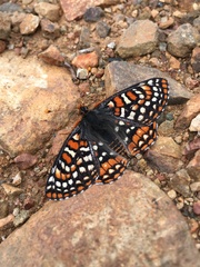 Euphydryas editha quino