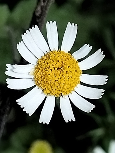 Image of Galinsogeopsis turneri by no rights reserved