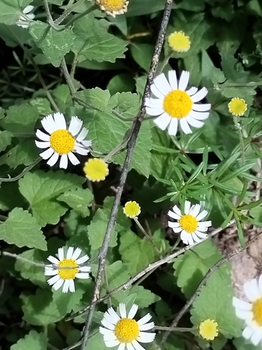 Image of Galinsogeopsis turneri by no rights reserved